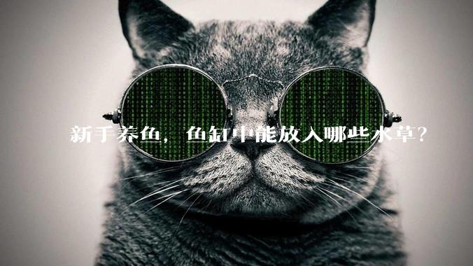 新手养鱼，鱼缸中能放入哪些水草？